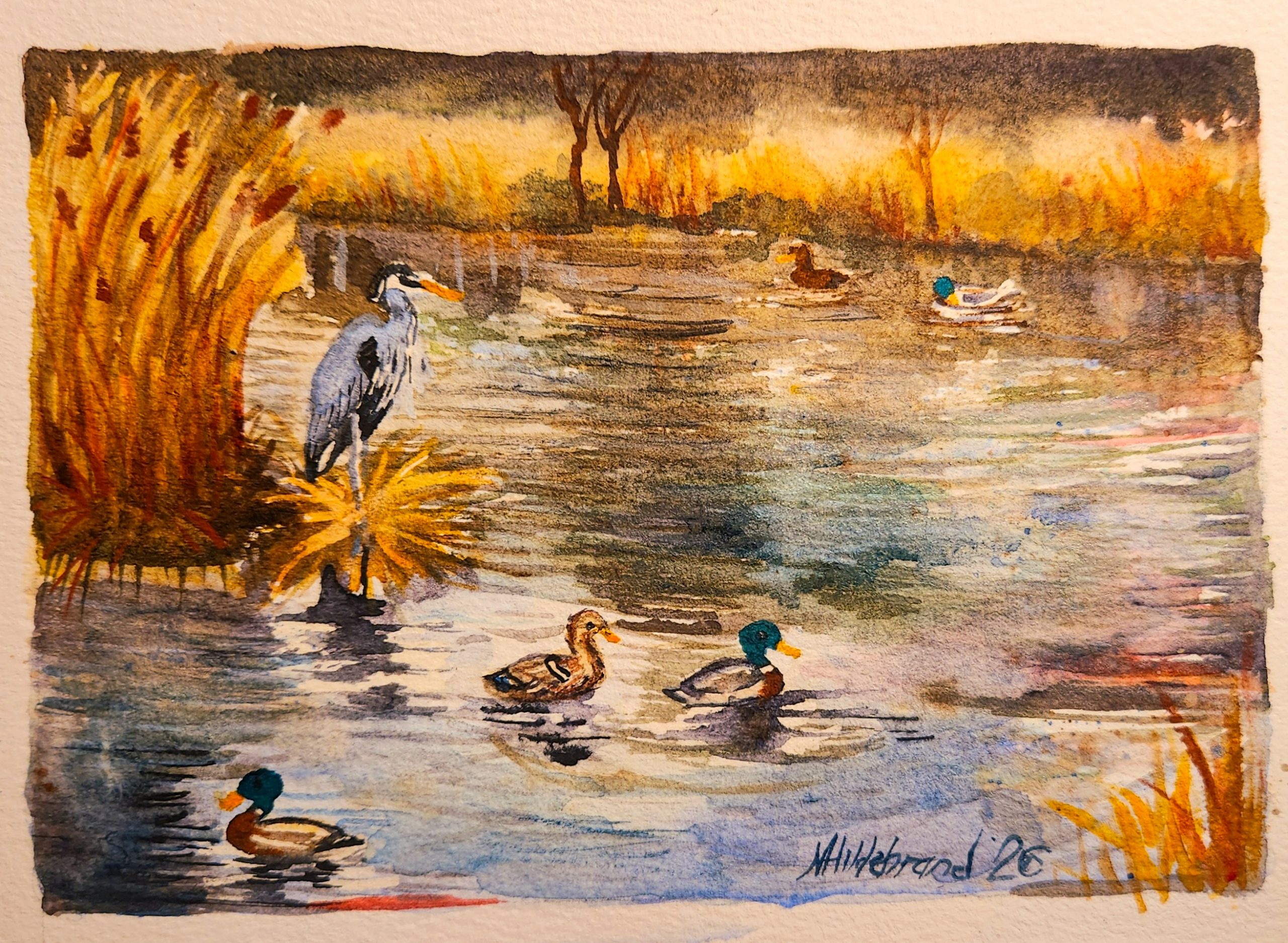 Heron II with ducks